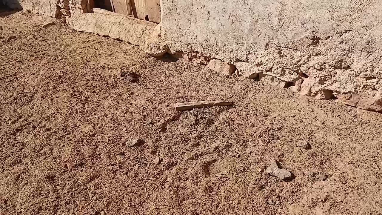 ۳تابزغاله۱۰م دانه۳۵۰۰بره چاق موجوده قصابی پذیرفته|حیوانات مزرعه|بجنورد, |دیوار