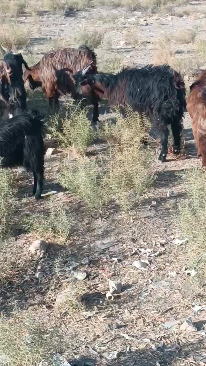 بزغاله 16 تا بزغاله 7نر|حیوانات مزرعه|طرقبه, |دیوار