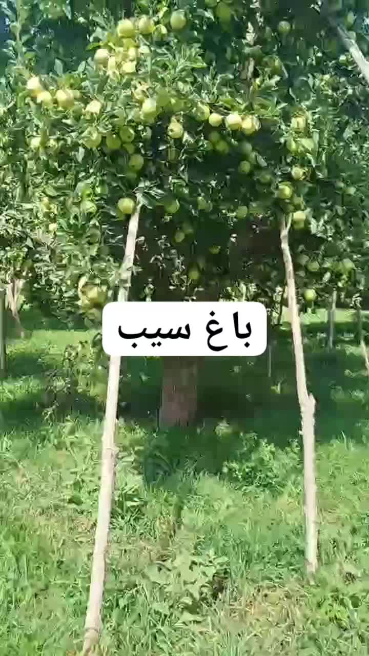 چالکود وتغذیه باغات با کود ارگانیک|خدمات باغبانی و درختکاری|دهگلان, |دیوار