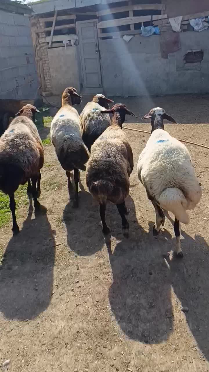 5راس میش آبستن سونوشدن|حیوانات مزرعه|سیمین شهر, |دیوار