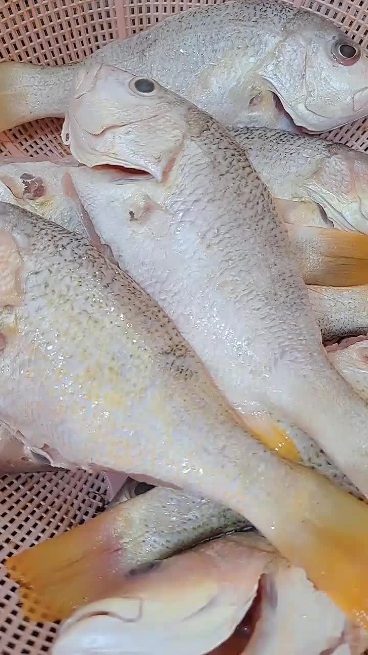 ماهی جنوب|خوردنی و آشامیدنی|رشت, بازار|دیوار