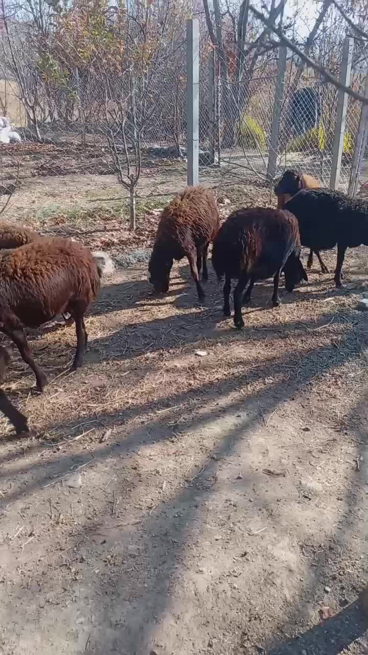 45 راس میش افشار|حیوانات مزرعه|سنندج, |دیوار