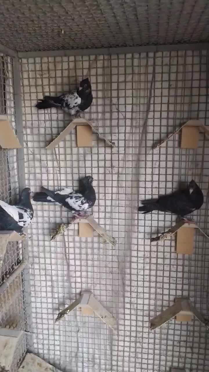 ۴عدد جوجه و نر سرسیا سینه سیا معاوضه با پلنگ|پرنده|زرند, |دیوار