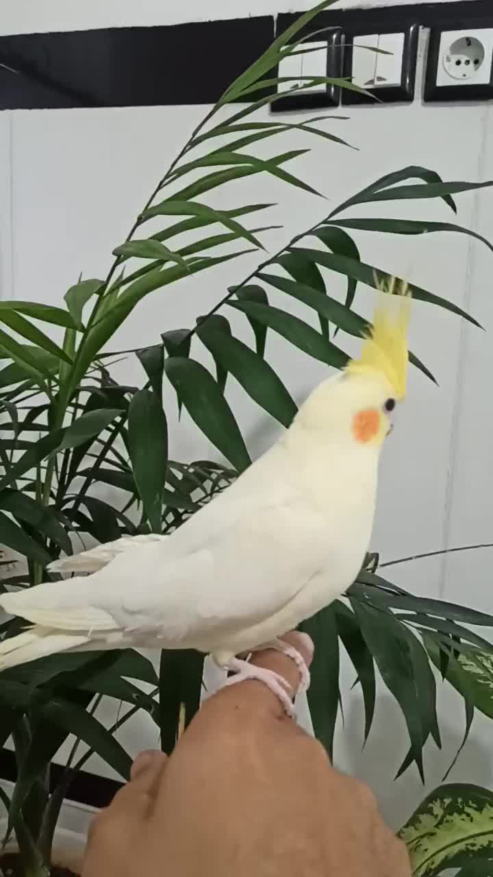 عروس هلندی ماده مست و رام و دستی|پرنده|روانسر, |دیوار