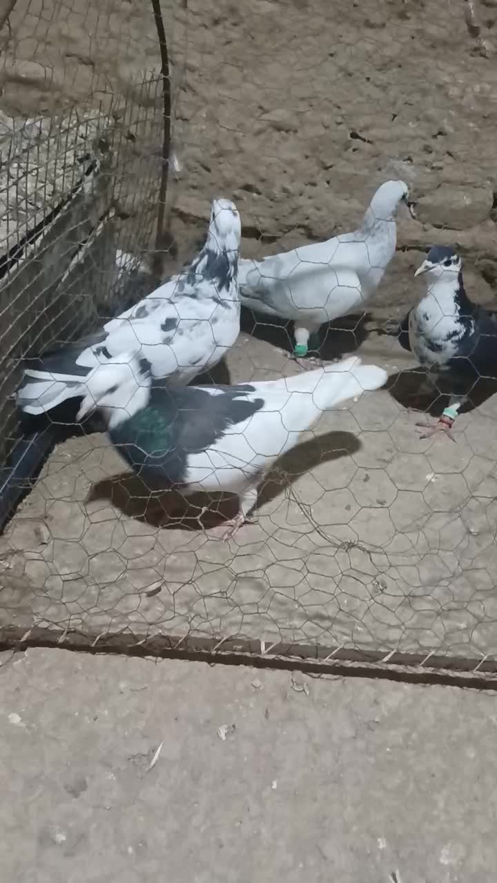 تعدادی کفتر رنگی تکپر|پرنده|مینودشت, |دیوار