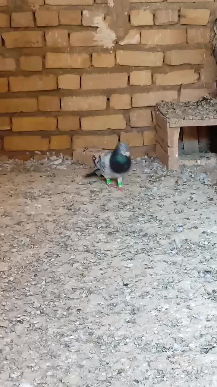کفتر|پرنده|قوچان, |دیوار