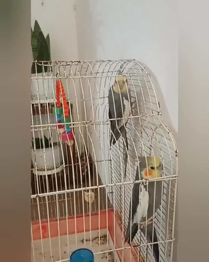 عروس هلندی نر سخنگو|پرنده|آستانه اشرفیه, |دیوار