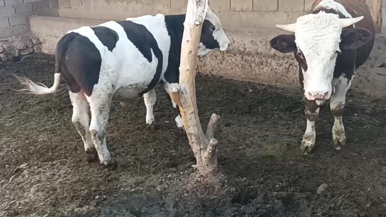 دو گوساله نر شرابی|حیوانات مزرعه|ماهنشان, |دیوار