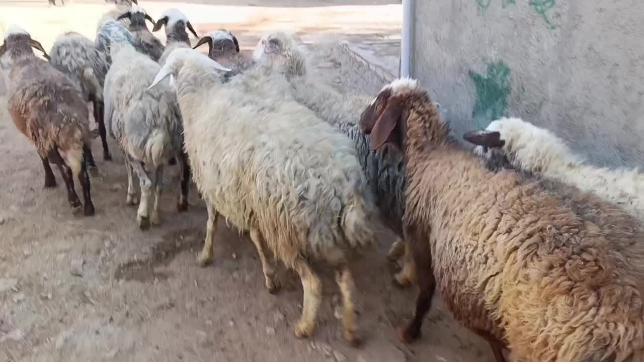 12 راس گوسفند جوان و چاق  ،مایه کرده آبستن|حیوانات مزرعه|قزوین, |دیوار