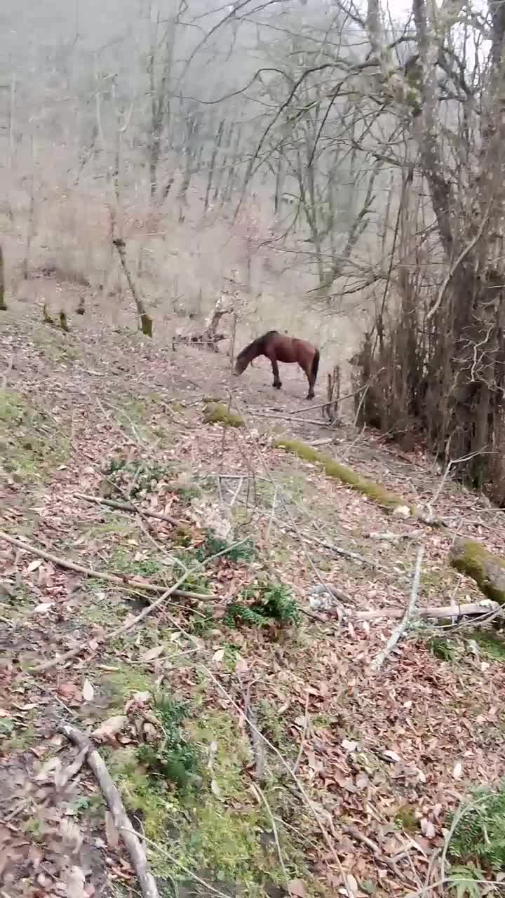 اسب|اسب و تجهیزات اسب‌سواری|لیسار, |دیوار