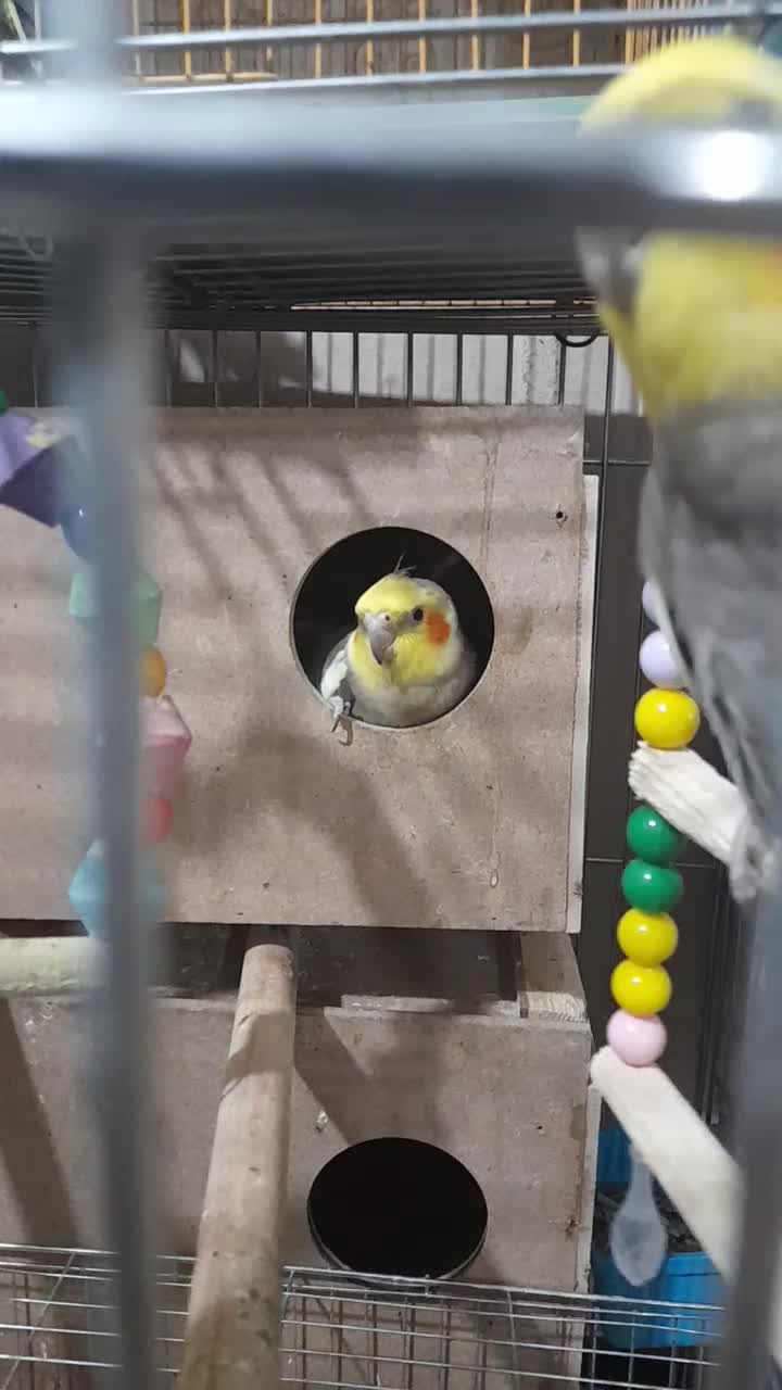 عروس هلندی|پرنده|مسجد سلیمان, |دیوار