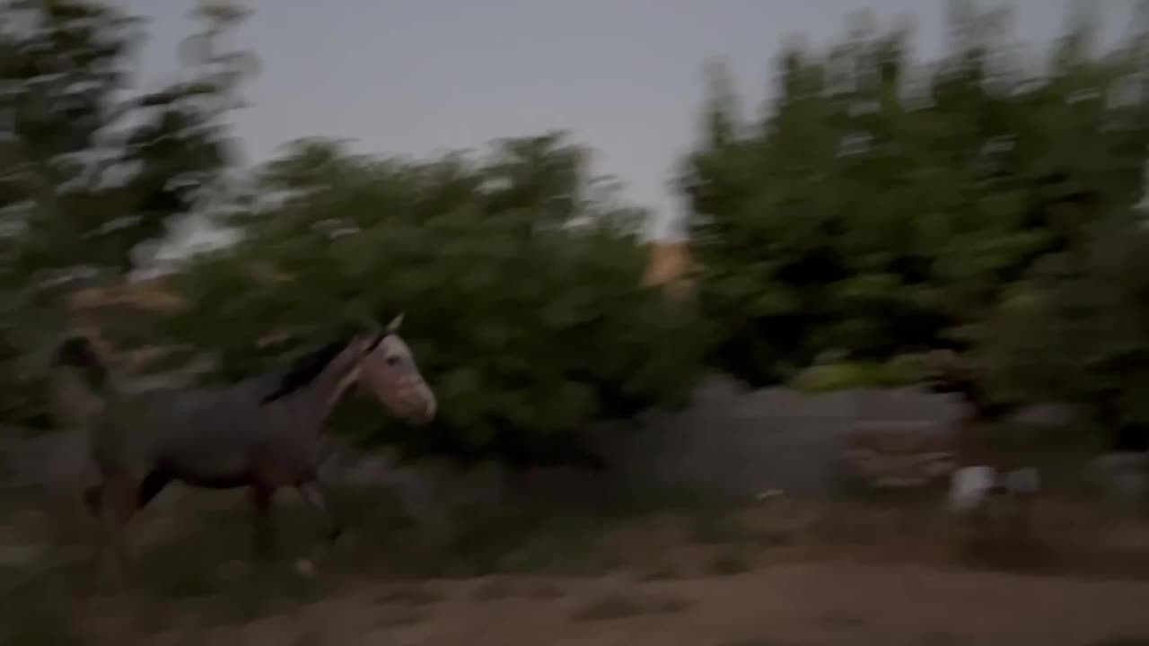اسب|اسب و تجهیزات اسب‌سواری|کرمانشاه, |دیوار