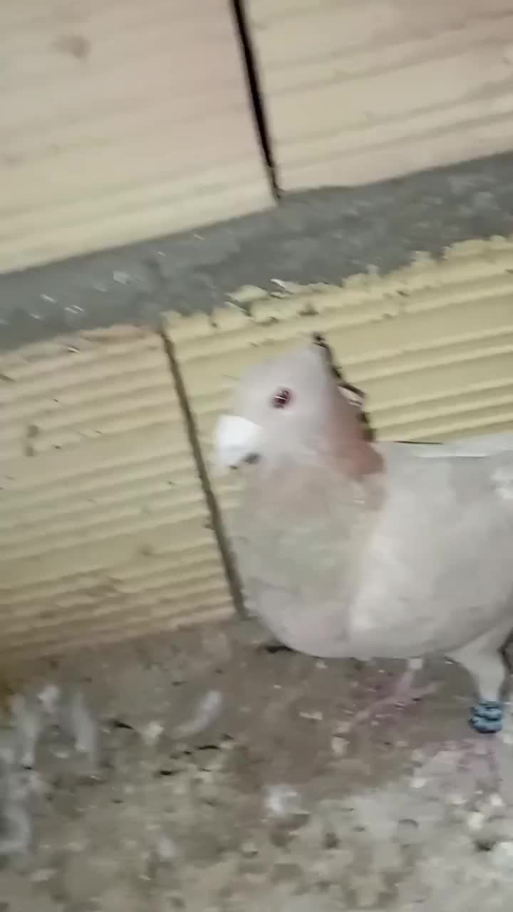 کفتر فروشی جوین|پرنده|جوین, |دیوار