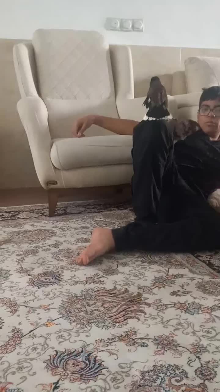 مینا دستی خانگی|پرنده|اصفهان, محمودآباد|دیوار