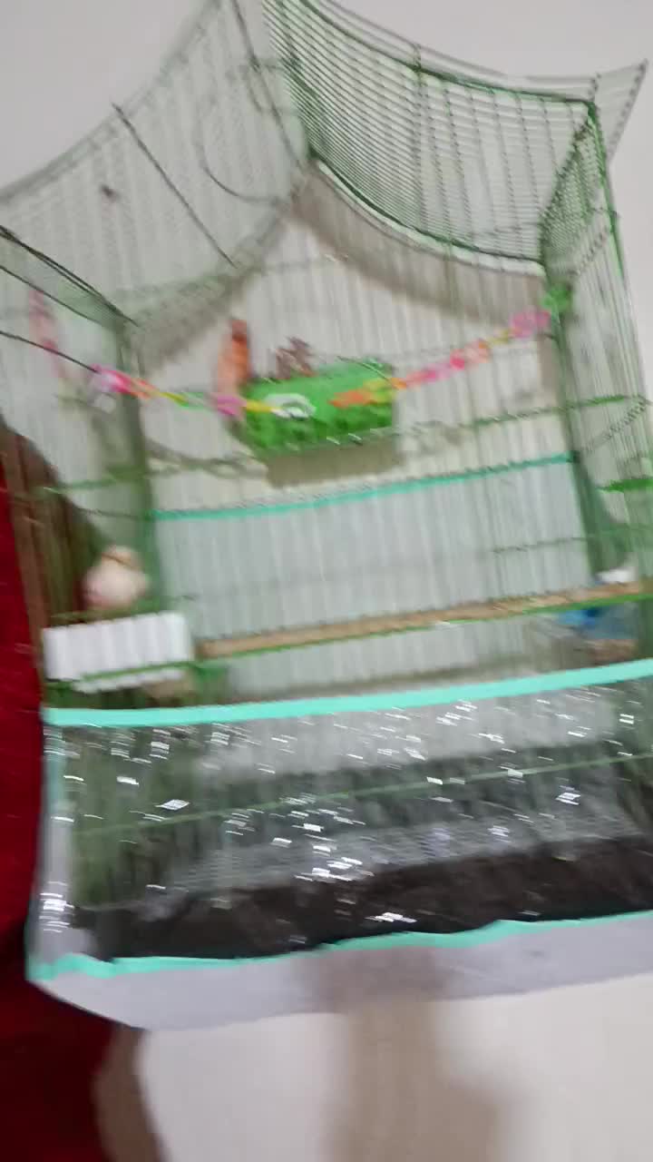 قناری جفت|پرنده|بندرعباس, |دیوار