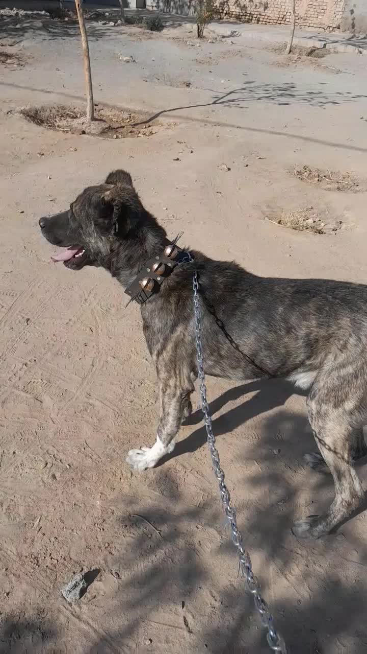 واگذاری سگ|سگ|سبزوار, اسلام آباد|دیوار