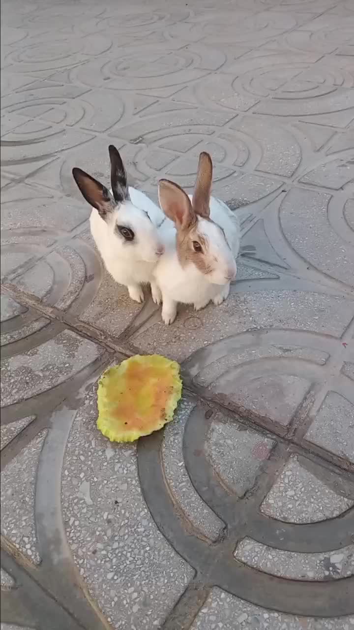 خرگوش|موش و خرگوش|کرمانشاه, |دیوار