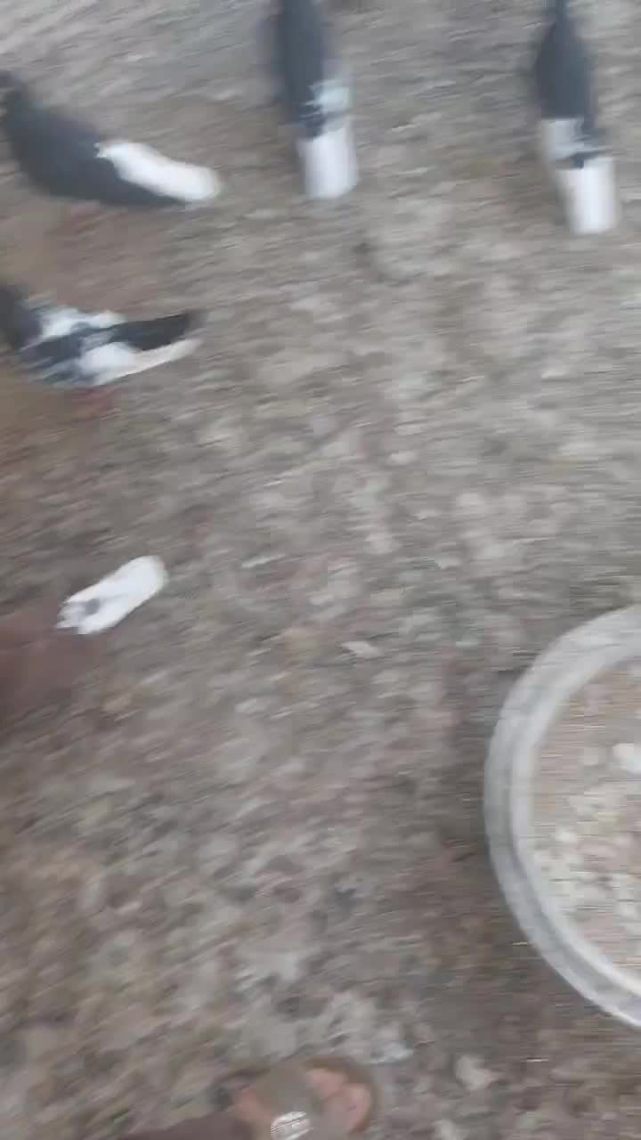 تعدادی کبوتر|پرنده|وحدتیه, |دیوار