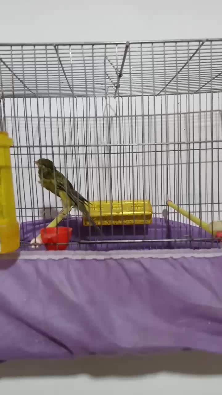 قناری رسمی بلند ۵تومن|پرنده|ملایر, |دیوار