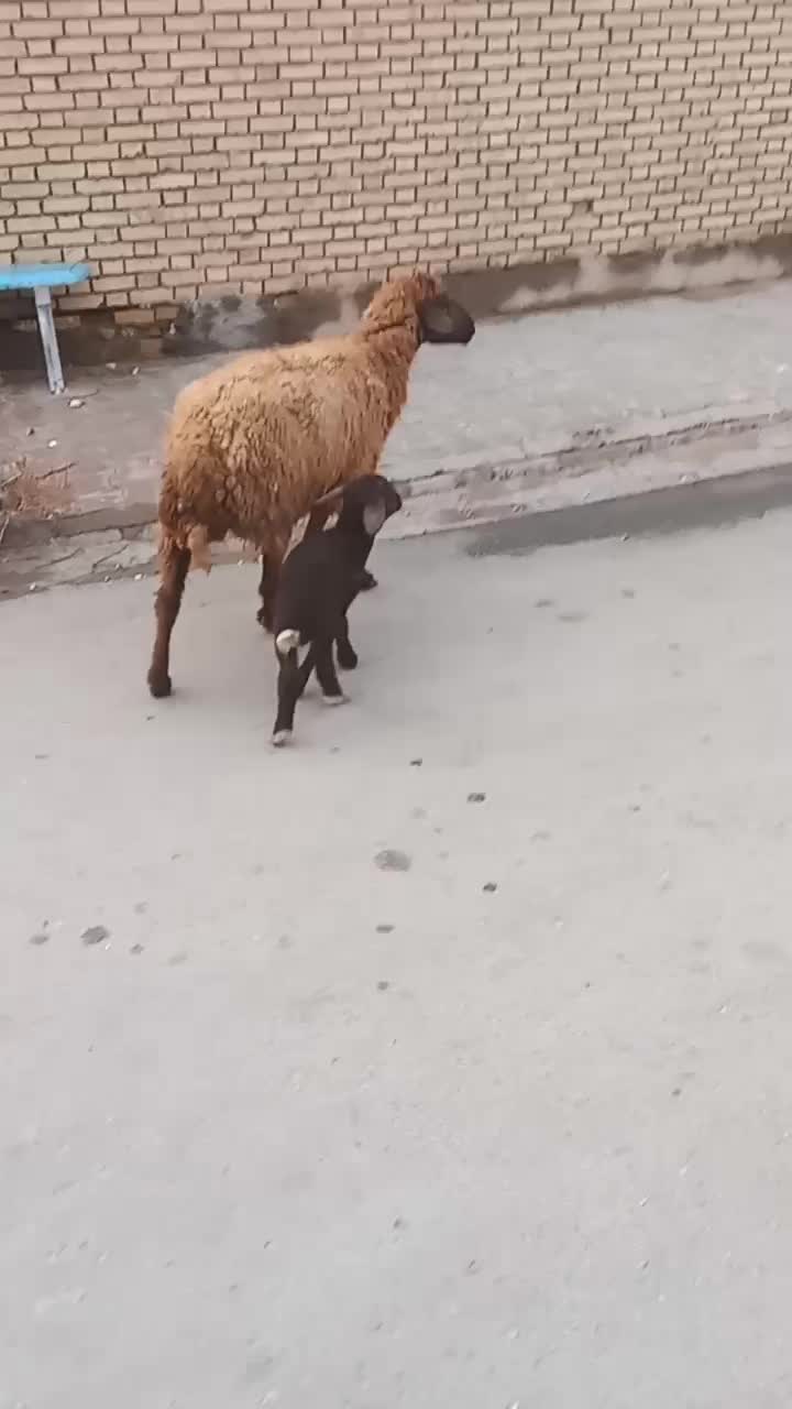 گوسفند و بره|حیوانات مزرعه|اهواز, منازل کارون|دیوار