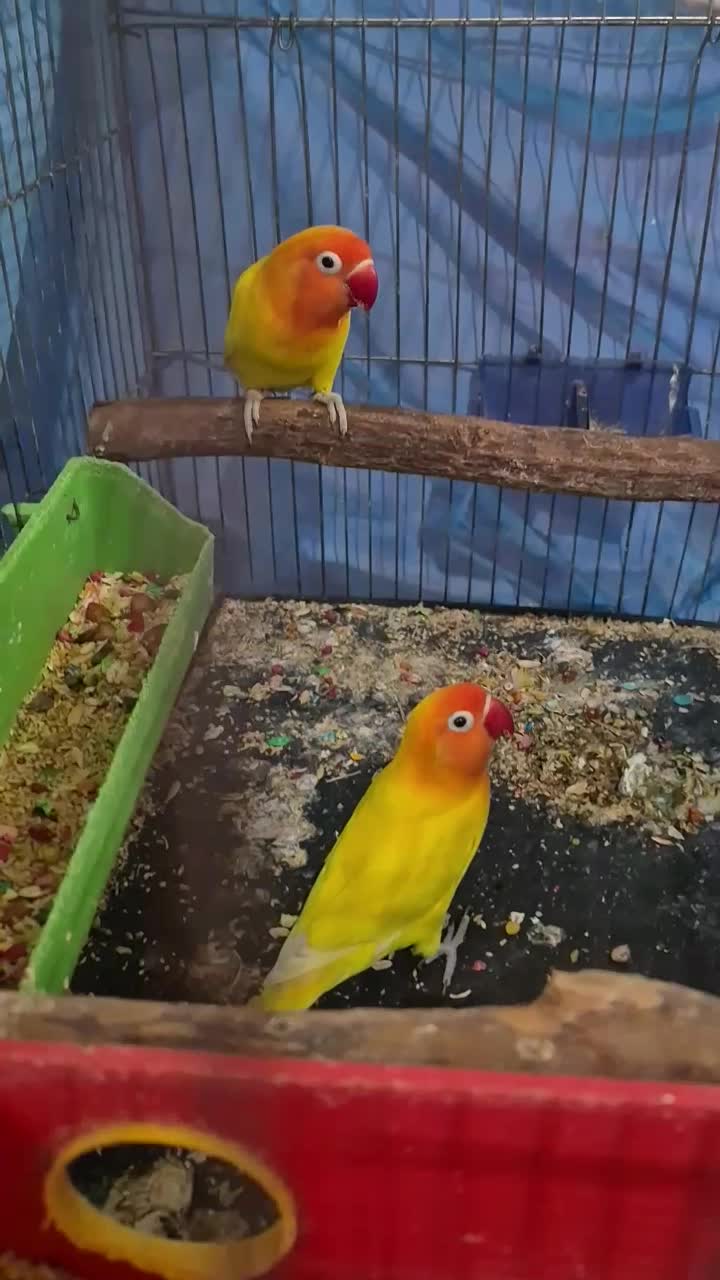 طوطی برزیلی فیشر طلایی کمیاب|پرنده|اهواز, کیانپارس |دیوار