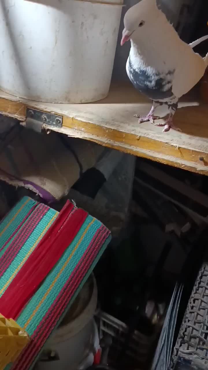 کبوتر دم سیاه نر|پرنده|اسدآباد, |دیوار