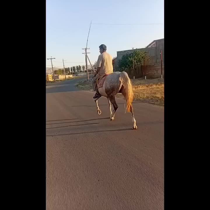 اسب|اسب و تجهیزات اسبسواری|سراب, |دیوار