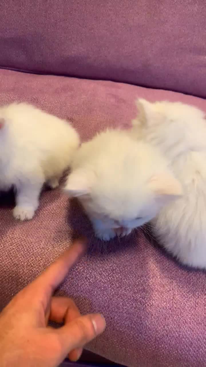 بچه گربه های اصیل و اشرافی|گربه|اصفهان, بابوکان جنوبی|دیوار