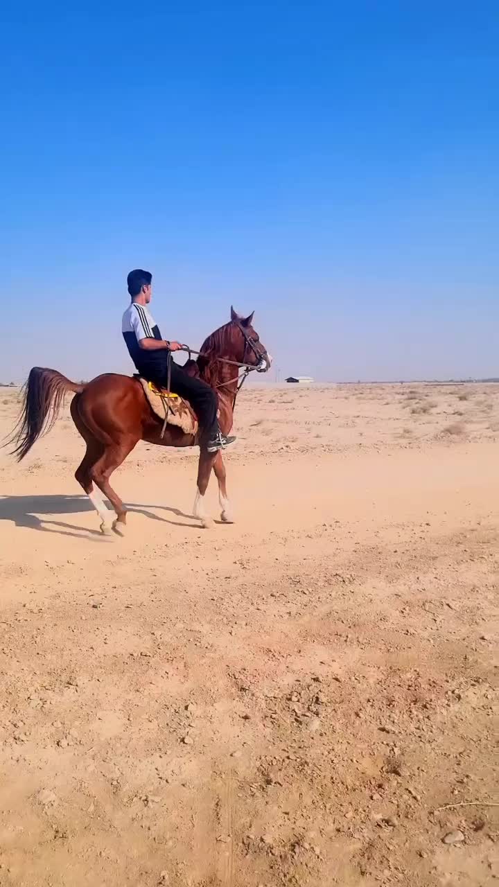 اسب|اسب و تجهیزات اسبسواری|شاهینشهر, حاجی آباد|دیوار