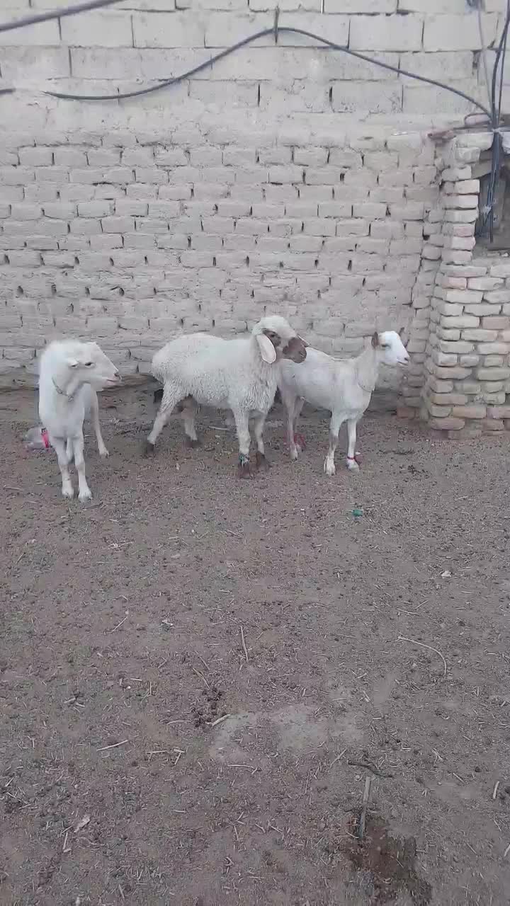 بز گوسفند|حیوانات مزرعه|زابل, |دیوار