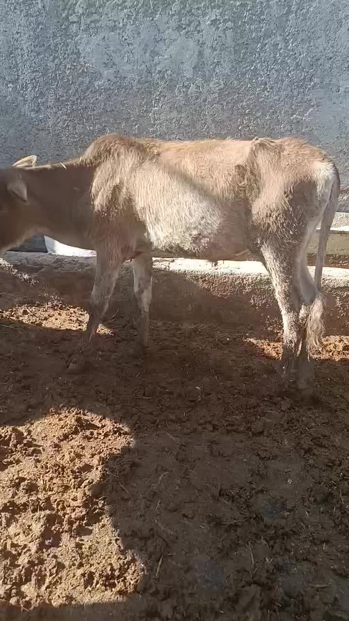 گاو گوساله گوسفند بز بره گاومیش درشادگان|حیوانات مزرعه|شادگان, |دیوار