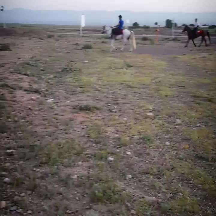 اسب|اسب و تجهیزات اسب‌سواری|تربت جام, معدآباد|دیوار