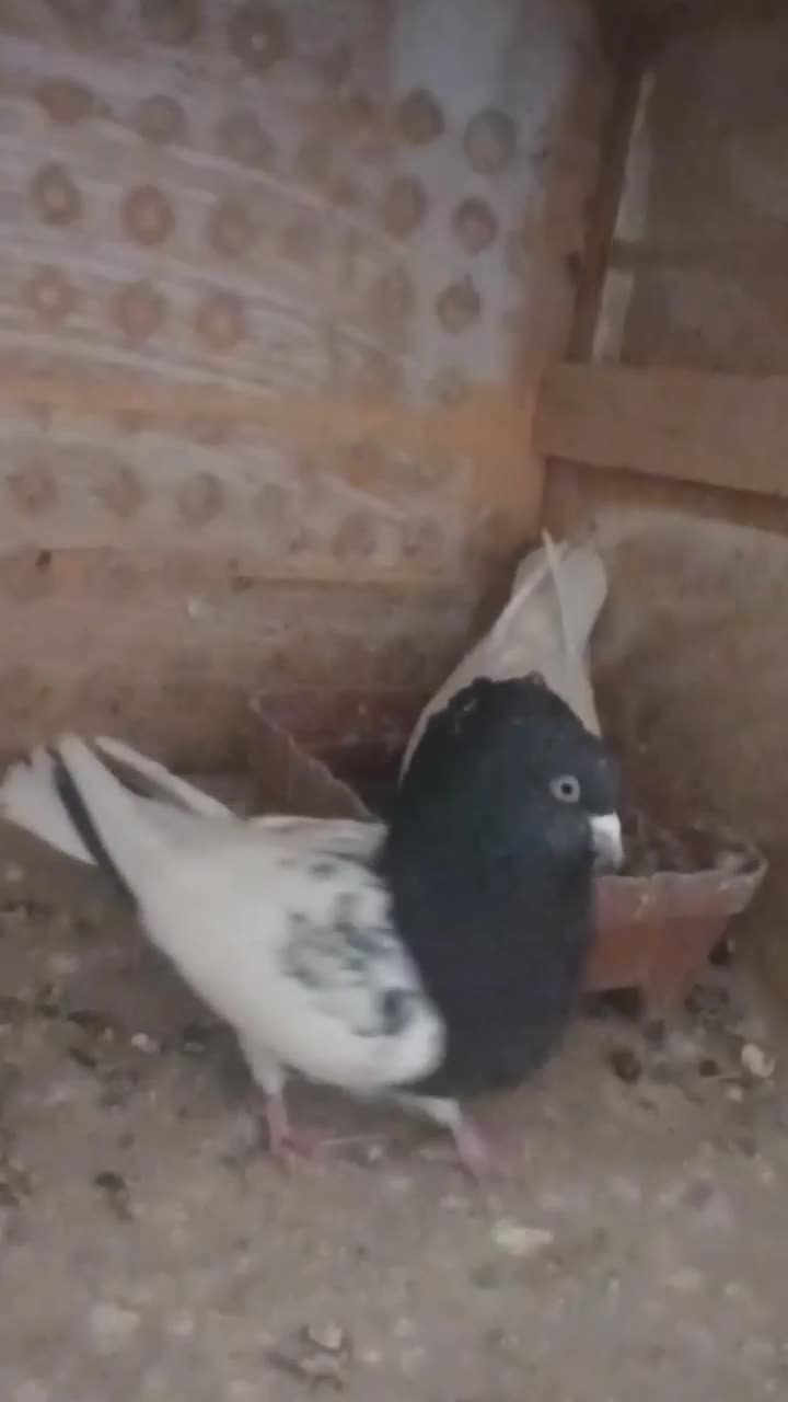 کبوتر کله سیاه بازی دار|پرنده|اهر, |دیوار