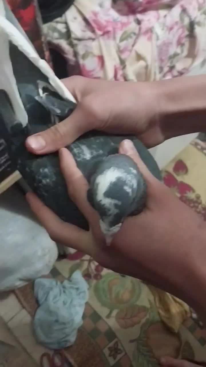 نر پلاکی|حیوانات|قدس, شهر‌قدس|دیوار