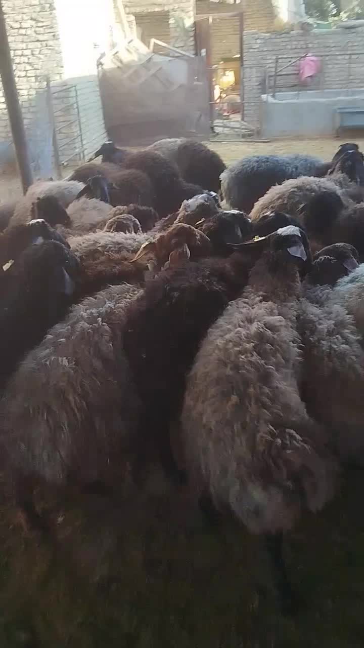 10عدد بره جفتی 58کیلو|حیوانات مزرعه|پاکدشت, پاکدشت (مامازند)|دیوار