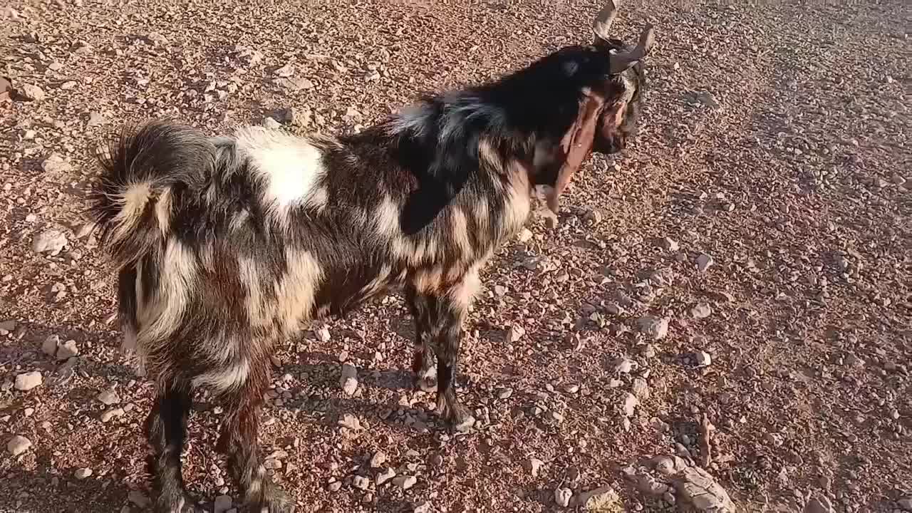 کهره چپش بذری|حیوانات مزرعه|داراب, |دیوار