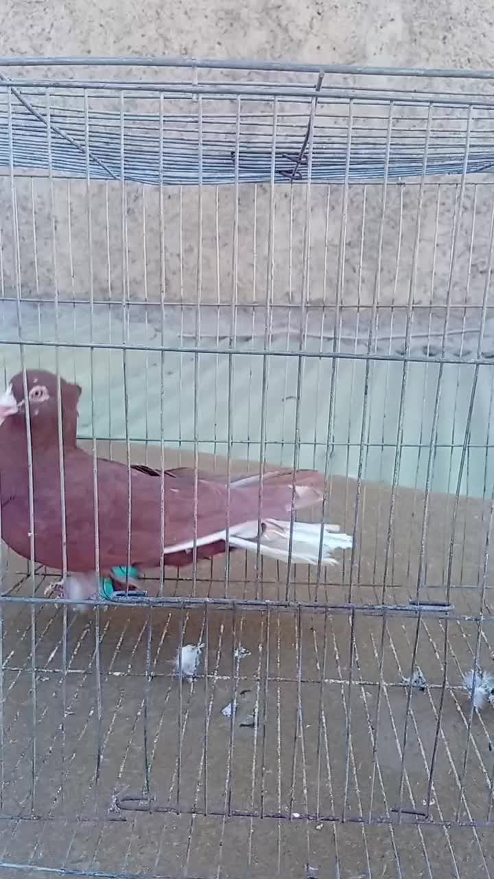 کبوتر سرخ دم سفید|پرنده|الوند, |دیوار