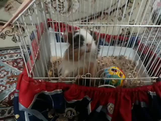 خوکچه هندی|موش و خرگوش|کاشان, پامنار|دیوار