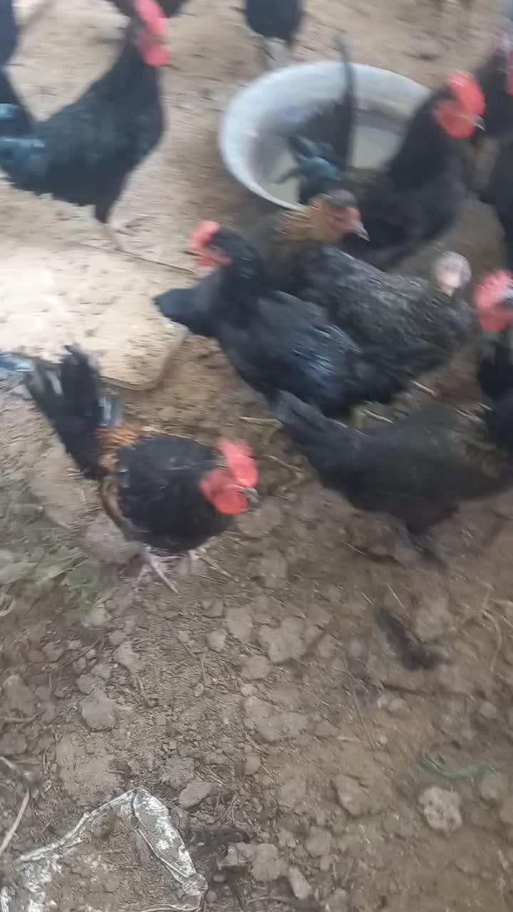 خروس مرغ سیاه|حیوانات مزرعه|نسیمشهر, |دیوار