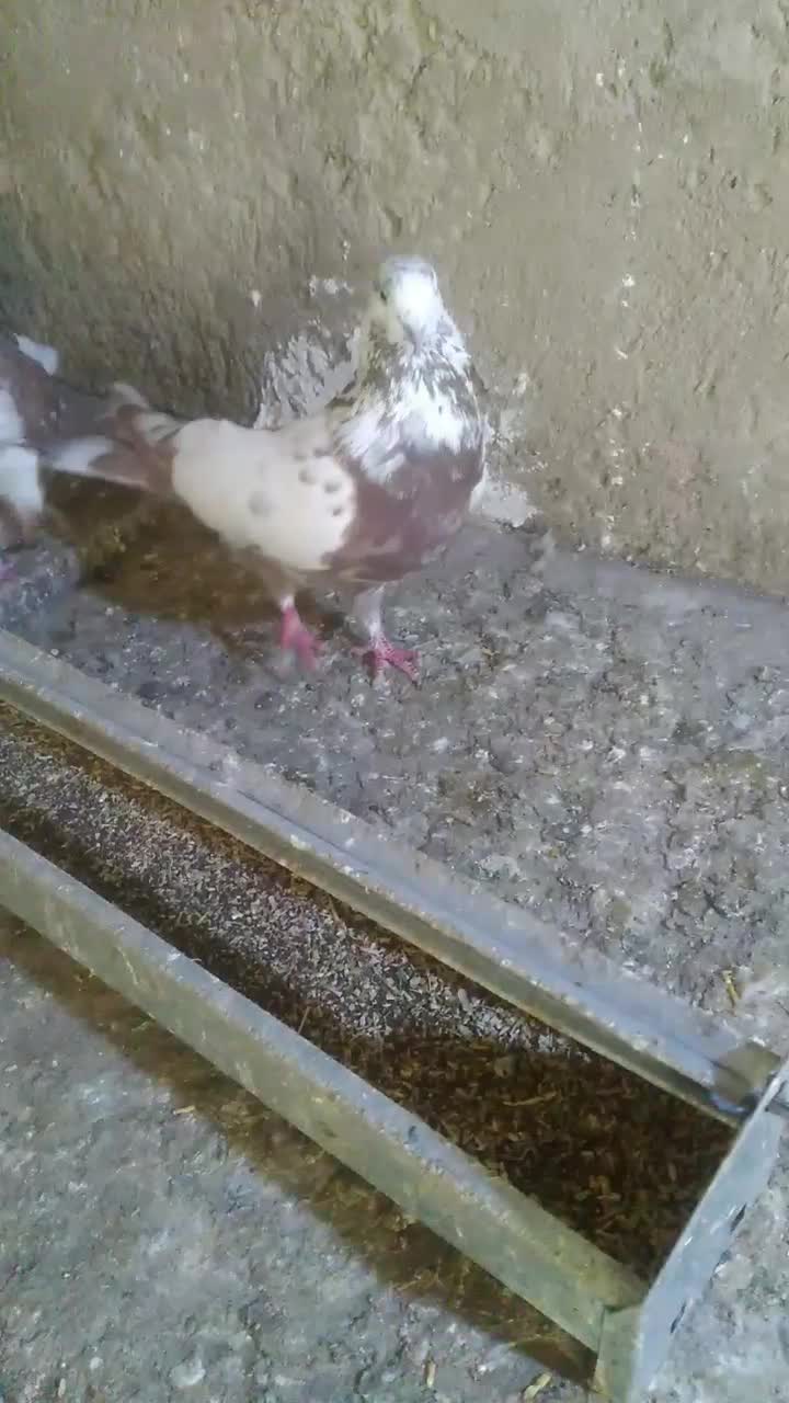 کبوتر|پرنده|ایجرود, |دیوار