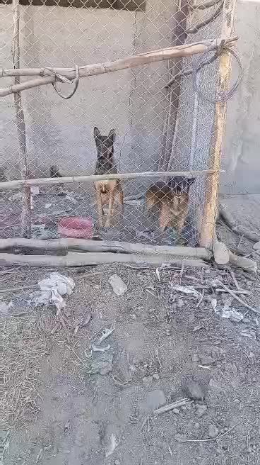 سگ مالینیوز|سگ|جیرفت, |دیوار