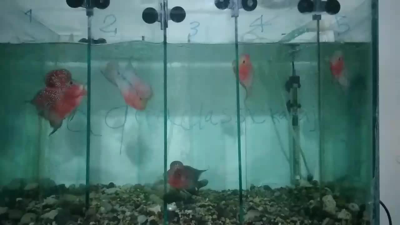 فلاور تایلندی رد دراگون و زدزد|ماهی|تهران, شهرک کوهسار|دیوار