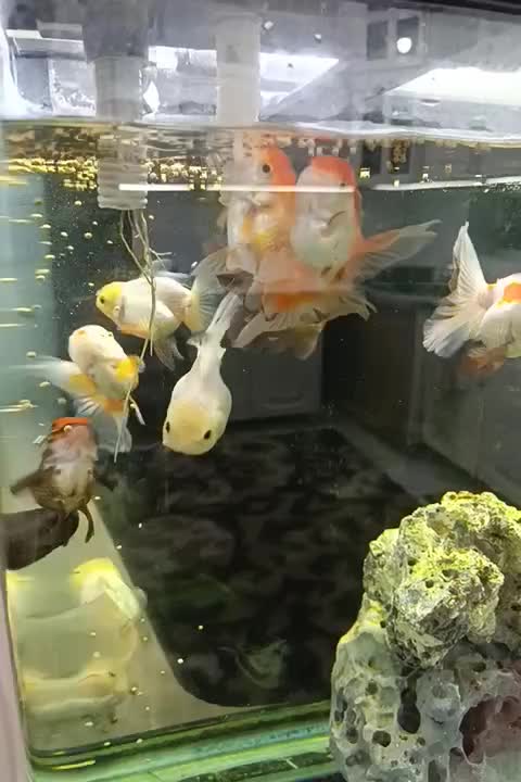 گلدفیش نژادداردرشت|ماهی|شادگان, |دیوار