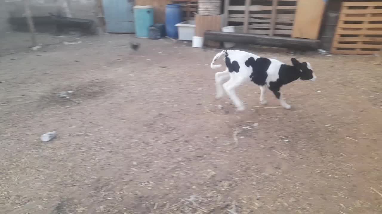 گاو و گو ساله|حیوانات مزرعه|اصفهان, طاحونه|دیوار