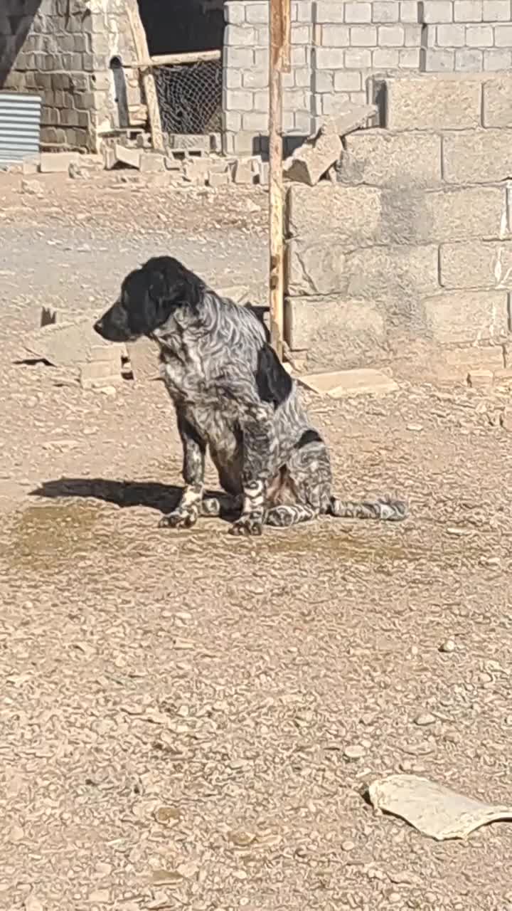 واگذاری توله نر ۷ماهه قهدریجونی|سگ|فولادشهر, مسکن مهر فولادشهر|دیوار