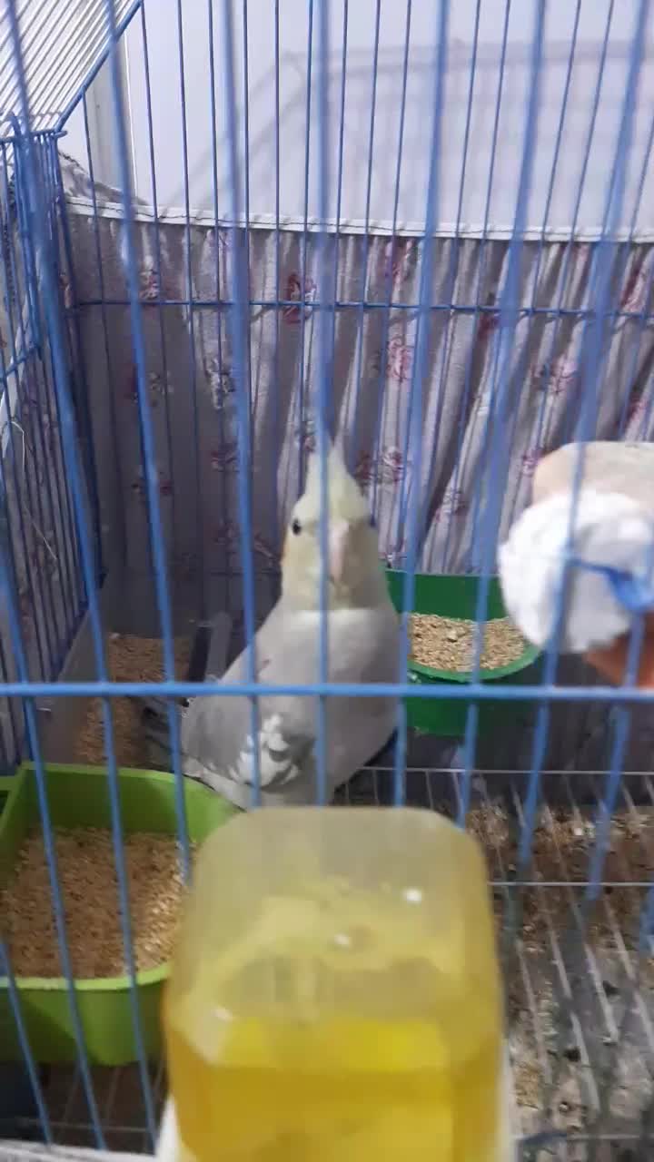 عروس هلندی|پرنده|اهواز, کوی مندلی(سه راه خرمشهر)|دیوار