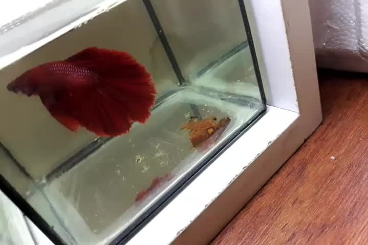 فروشی تعدادی ماهی|ماهی|رشت, کاکتوس|دیوار