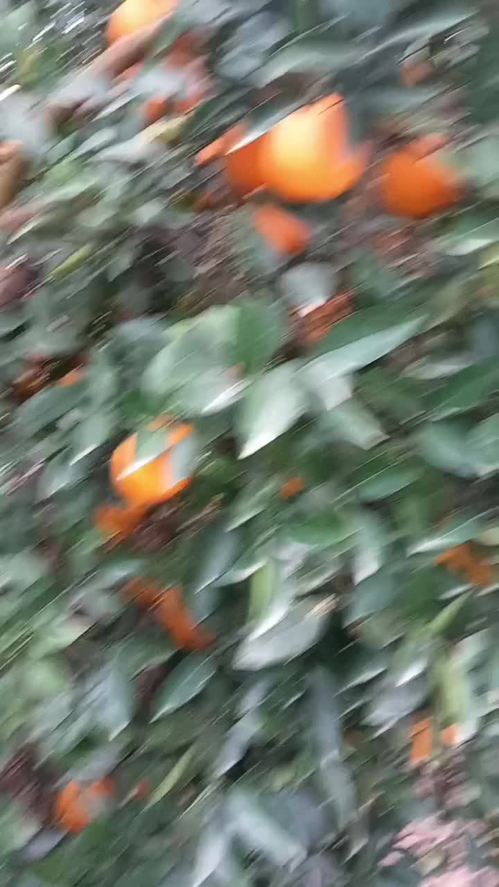 فروش نقدی ویکجا ۱۰تن تامسون روی درخت|عمده‌فروشی|ساری, |دیوار