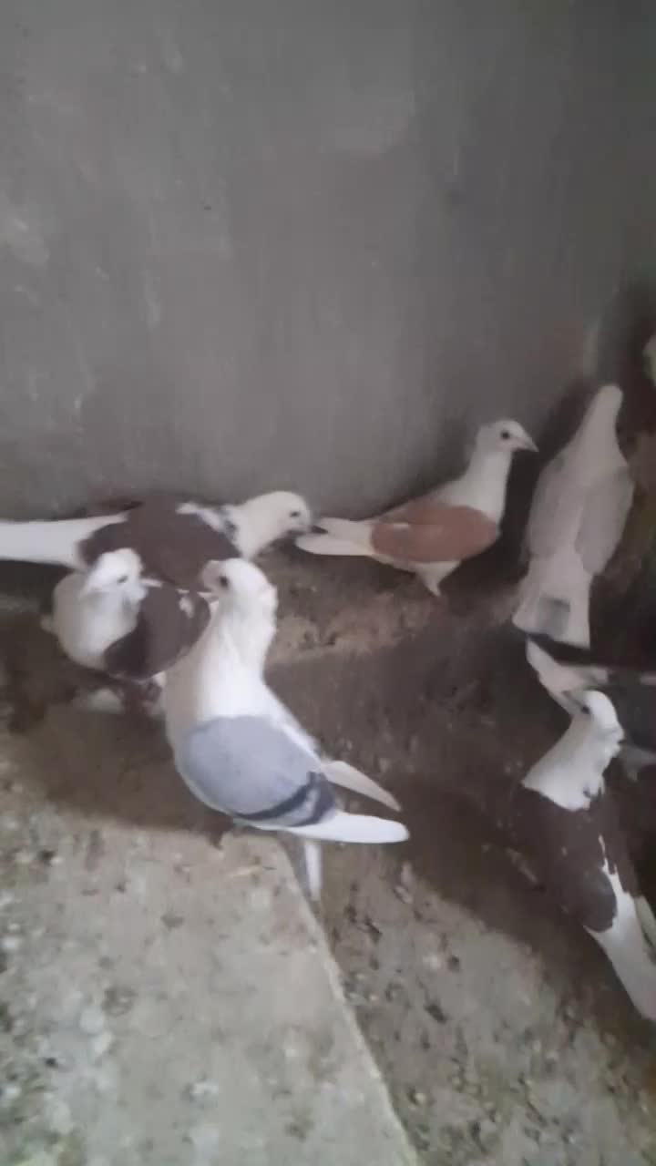 نروماده کویتی|پرنده|تربت‌حیدریه, پائین ولایت|دیوار