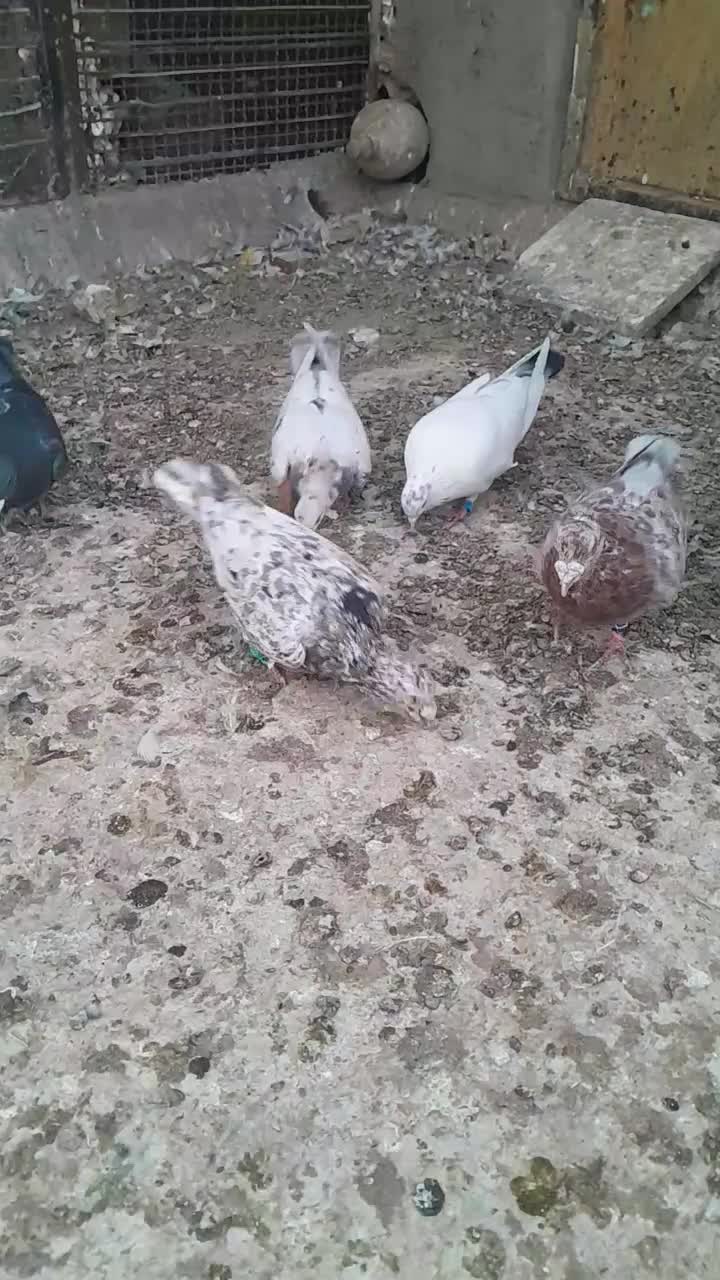 کبوتر پرشی.کود بار|پرنده|سبزوار, شرق کال میانی|دیوار